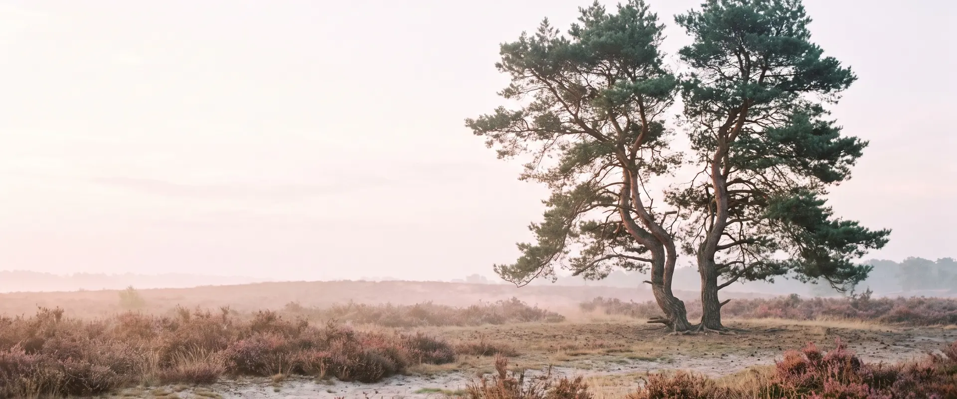 Emotioneel afhankelijk: twee grove dennen naast elkaar op de heide, elk met een eigen kruin