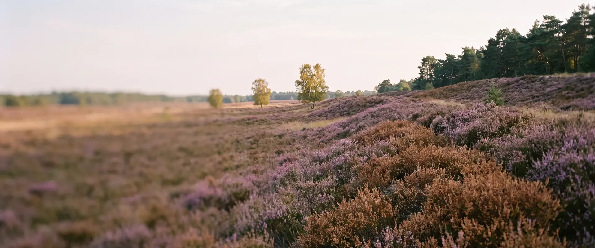 Fases van liefdesverdriet: een heide waar paarse bloei en roestbruine heide naast elkaar liggen