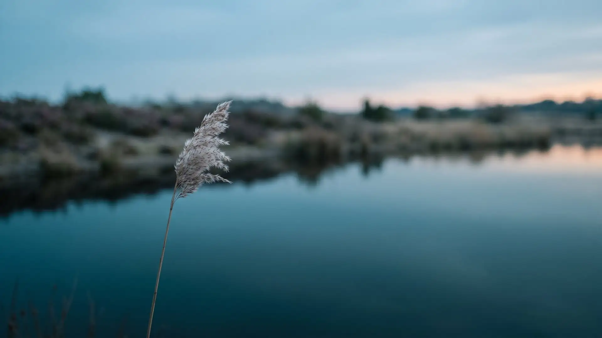 Narcist op het werk: riet aan de waterkant dat buigt in de wind en blijft staan